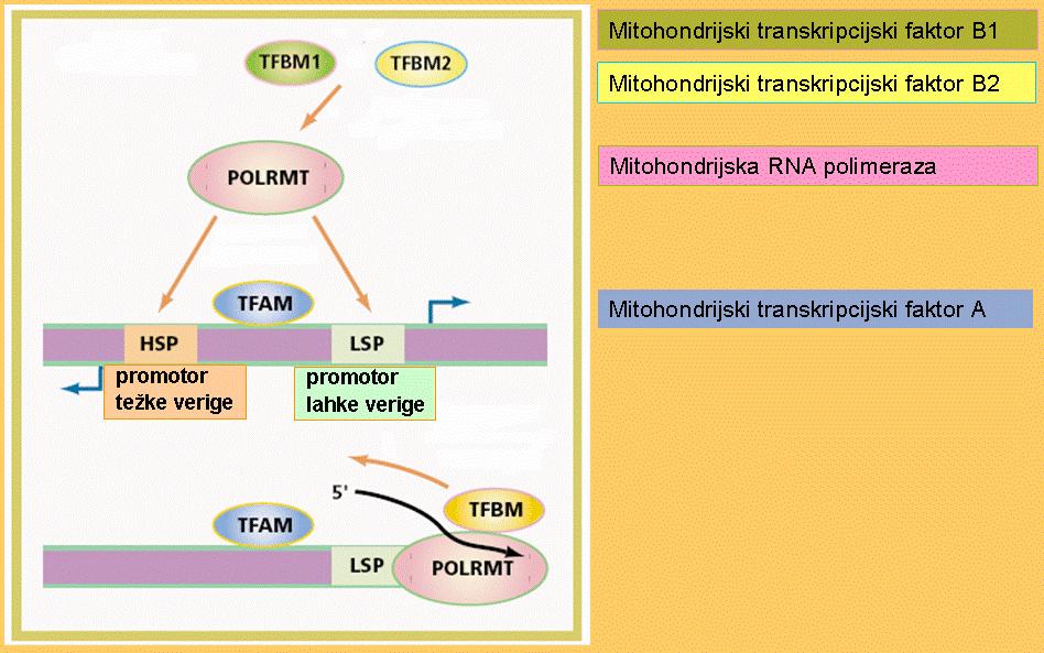 4 Sl. 2: Medsebojno vplivanje med mitohondrijskimi transkripcijskimi proteini ob začetku transkripcije mitohondrijske DNA (McCulloch in Shadel, 2003) S tehnologijo izničenja genov (angl.