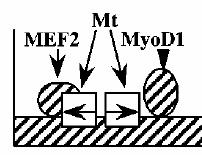 Myocyte enhancing factor 2), Mt, p38 MAP (angl. mitogen-activated protein) kinaza (Gao in sod., 1998; Lluís in sod., 2006).