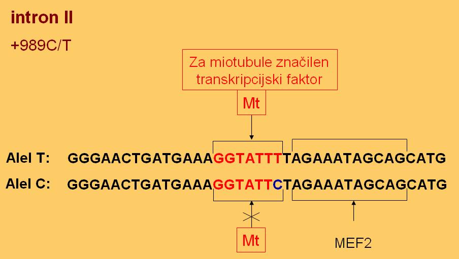 Štiri živali so imele genotip TT in ena genotip CC, frekvenca alela T je bila 0,75.