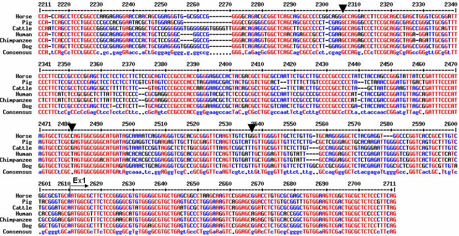 26 Analiza zaporedja cdna za TFAM konja je pokazala odprt bralni okvir 738 nukleotidov, ki kodirajo protein, zgrajen iz 245 aminokislin. 4.