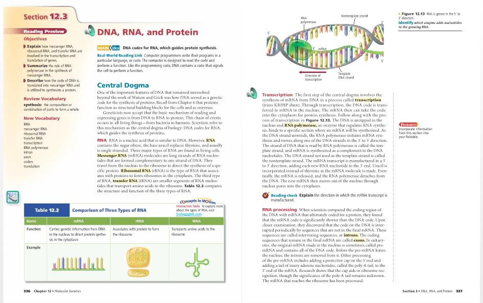 RNA: o Messenger (mrna) contains the instructions for assembling amino acids into proteins. It is the copy of DNA that goes to the ribosome. o Ribosomal (rrna) makes up ribosomes.