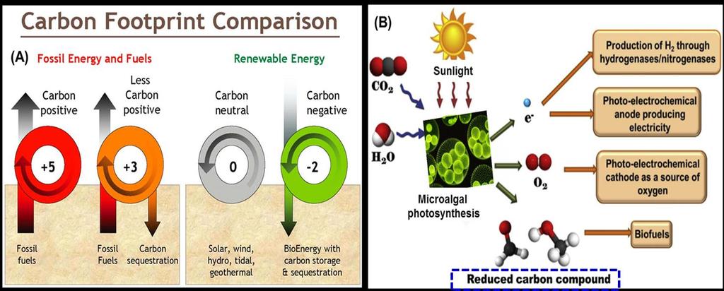 Introduction: Carbon foot-print from fossil fuel & Renewable energy Renewable energy Microalgae Figure. The carbon foot-print from fossil and renewable energy (A).