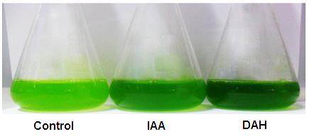 Introduction: Application of phytohormones IAA 1.9-fold DAH 2.5-fold Figure. Photographic image of S.