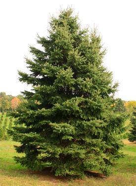 Norway Spruce (non-native) Originated in Europe Can reach maximum heights of up 80 to 100 feet Very useful as a snowbreak and windbreak for cities and rural areas