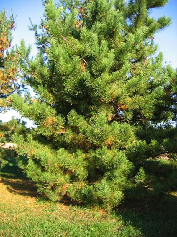 The red pine gets its name from its reddish-orange bark. The bark divides into large scaly plates as it grows. The trunk almost looks like a puzzle.