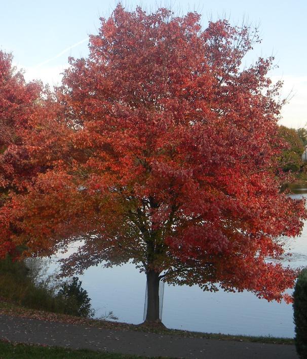 Has an accurate name as almost all of its flowers, twigs, and seeds are red to some degree and the leaves turn a beautiful bright scarlet in fall. One of the most adaptable tree species.