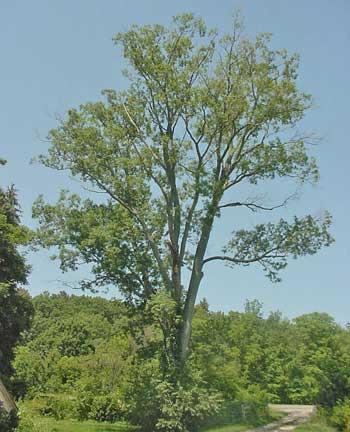 Grows best on moist, rich soils (in fact, it is sometimes called swamp hickory) but can grow in drier conditions.
