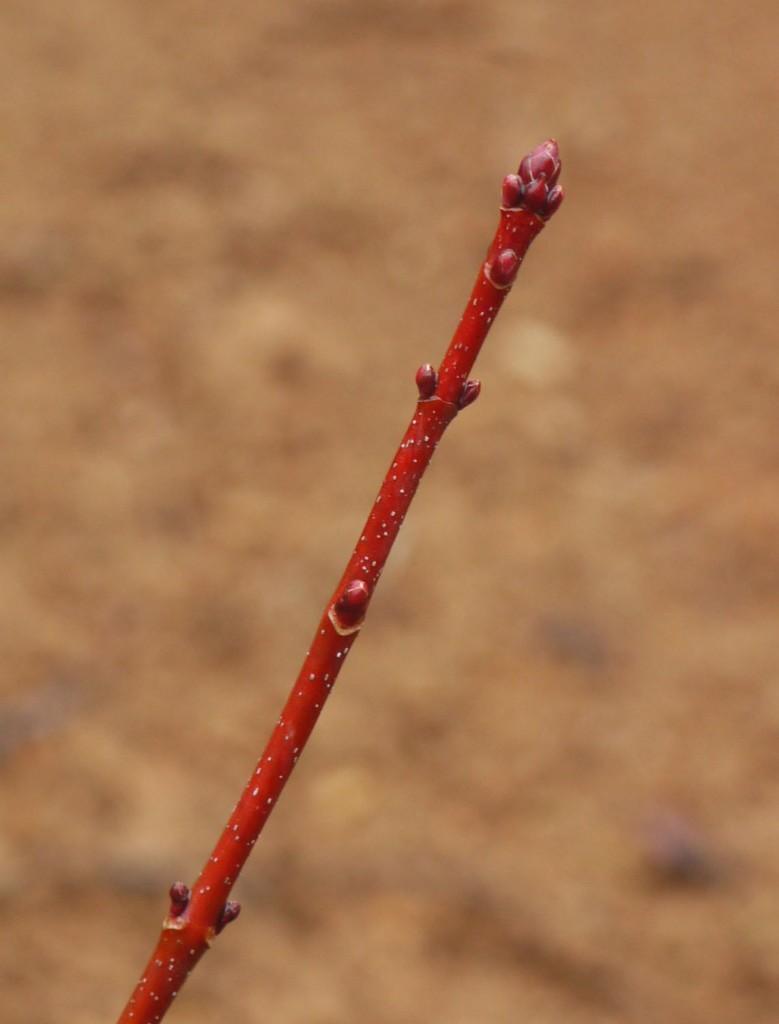 Fig 7a) Red or orange, smooth twigs Fig