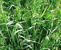 Cover Crops Cover crops can help prevent erosion reduce leaching of nutrients by serving as catch crops can help alleviate soil compaction can help suppress perennial