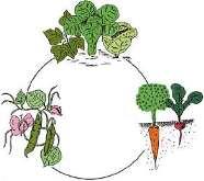Crop Rotation Good crop rotation can break disease cycle decrease pest pressure from