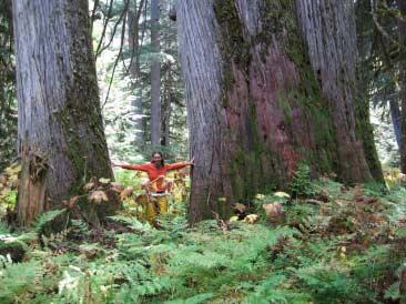 Photograph 3. North Incomappleux Area. Cedar trees greater than 3m dbh (J. Dulisse).
