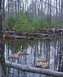 Vernal pools are wetlands with a seasonal cycle of flooding and drying.