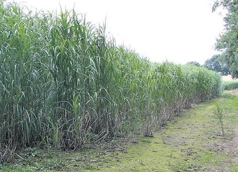 Bioenergy Energy crops have the potential to be an ideal feedstock for renewable heat. The Bioenergy Scheme supports the planting of miscanthus and willow for energy generation.