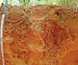 PAGE 3 Soil constraints on water use efficiency Photo: emma leonard Photo: Stephen Davies Water use efficiency benchmarks can help growers identify and address soil constraints, such as compaction,