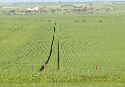 Crop water use efficiency benchmarks can help growers identify if a crop has not achieved its potential. One cause of poor performance could be soil constraints.