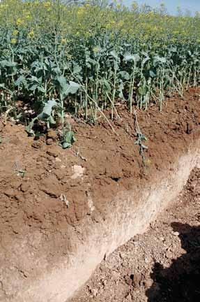 Select varieties best suited to local conditions soil types, climatic conditions, resistance to likely pests and diseases (including root diseases) to increase the likelihood of the crop thriving and