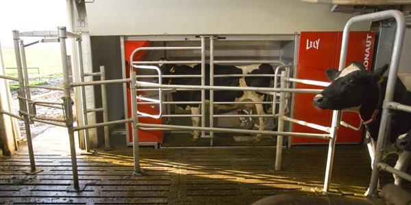Automated milking system