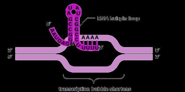 Bagian gen yang terletak di sebelah hilir (down stream) dari gen struktural.