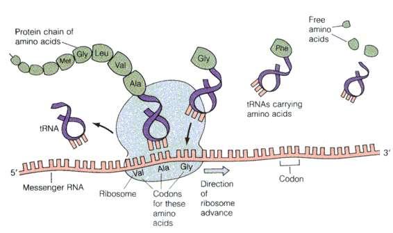 Growing Protein Chain Free amino acids free trna AA:tRNA Anti-codon