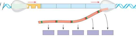 trp operon Promoter Operator Genes of operon trpd trpe trpc trpb trpa RNA polymerase mrna 5 Start codon