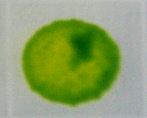 (b) Transformed cell lines (T5,