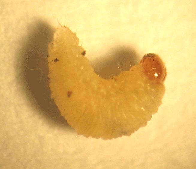 redlegged earth mite (RLEM),