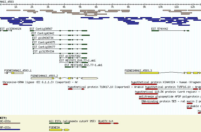 13-22 Handbook of Computational Molecular Biology FIGURE 13.11: (See color insert following page 20-4.) Graphical representation of MAGI- 3.1-4593.
