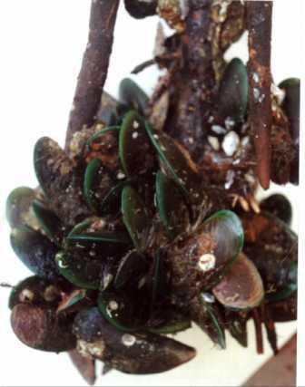 Fig 2: Mangrove root dominated by green mussel They have done very well in Kingston Harbour mainly due to the fact that they feed by filtering microscopic plants called phytoplankton.