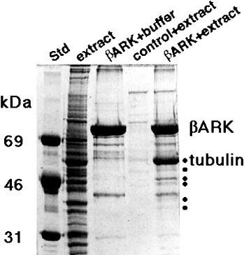 20310 Binding and Phosphorylation of Tubulin by GRKs FIG. 1. Identification of tubulin as a ARK-binding protein.