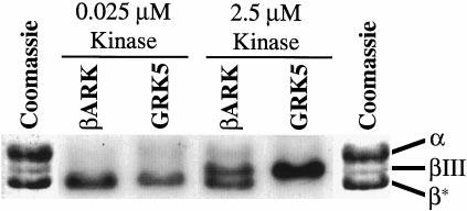 Binding and Phosphorylation of Tubulin by GRKs 20311 TABLE I Kinetic parameters of GRK-mediated tubulin phosphorylation Phosphorylation reactions contained 25 nm GRKs and 0.