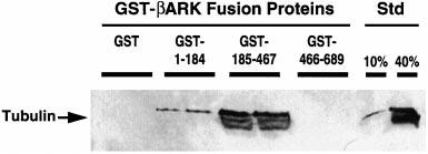 20312 Binding and Phosphorylation of Tubulin by GRKs Phosphorylation reactions were performed at 30 C for 5 min, a time within the linear region of phosphorylation time courses for all kinases