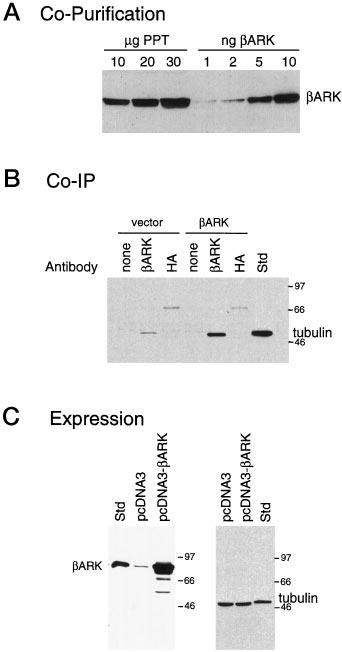 Binding and Phosphorylation of Tubulin by GRKs 20313 FIG. 5. In vivo interaction between ARK and tubulin.