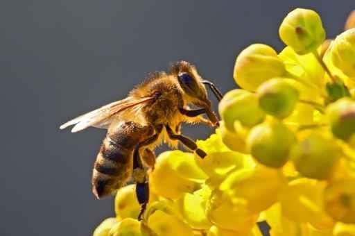 III. Ingredients from beekeeping The label without GMO within 3 km", applies to ingredients from beekeeping (honey,