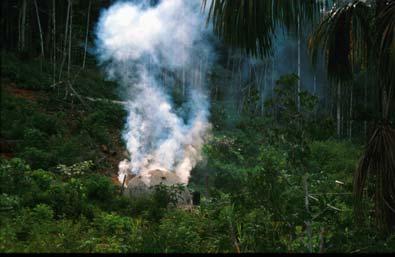 Tropical Forest slash and char as alternative to slash and burn Tropical forest conversion contribute 25% of the global CO 2 emissions. Palm et al. 2004, Environment, Development and Sustainability 1.