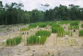 2007, Plant and Soil Increased retention of fertilized nitrogen = fertilization