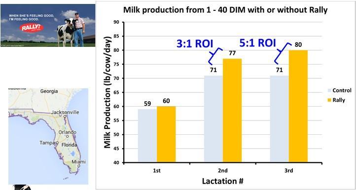 Profitability Opportunity Example Rally Okeechobee, FL Lactation # Rally base feeding rate Cost/cow 2 nd lactation 1.1 $0.42 3 rd lactation 1.1 $0.42 49 Feed Efficiency Lbs of milk per lbs of DM consumed Optimum range of 1.