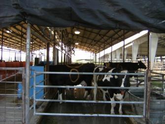 Cows were heat stressed only during the dry period.