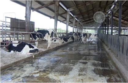 Experiment 1 Fans and Sprinklers On: 71 o F Sprinklers On for 2 min Every 5 min Milking Cows After