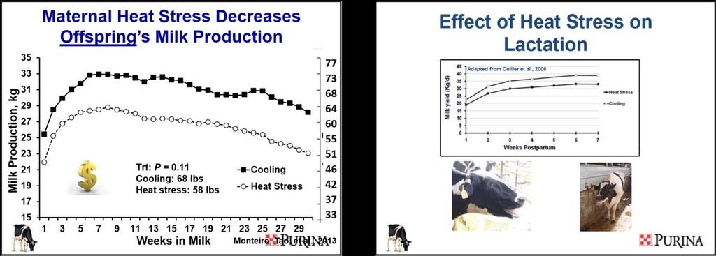 Maternal Heat Stress Decreases Serum Total IgG of Calves TRT: P = 0.03 Maternal Heat Stress Impairs Lymphocyte Proliferation of Offspring TRT: P = 0.