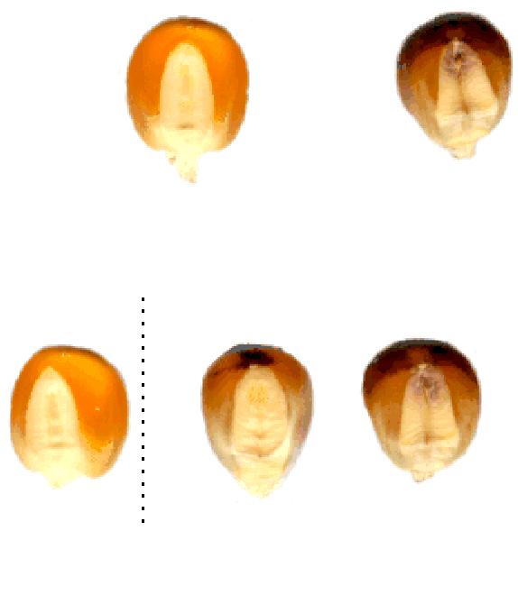 Red crown marker R1-nj (3) X Donor Inducer Outcrossed or self-pollinated H embryo F 1