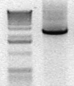 Reagent Amount Mutagenic buffer, 10 5mMMnCl 2 1. 10 EP dntp mix 50 mm Primer C 1 ml 50 mm Primer D 1 ml psub201 template, 10 ng ml 1 1 ml Taq DNA polymerase, 5 U ml 1 1 ml Water 34.