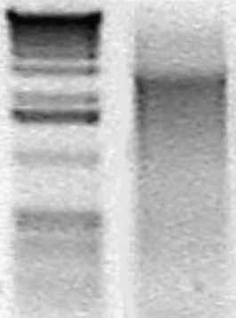 3 Analyze a 3-ml aliquot of the PCR reaction on a 1% agarose gel. Successful reactions should yield a single band at 2.6 kb with possibly a faint smear (Fig. 3a).