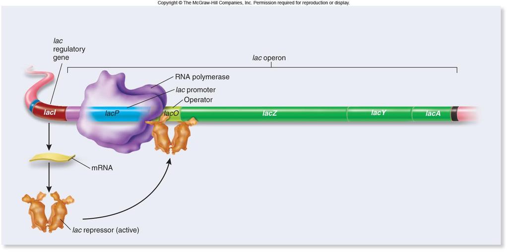 Lac repressor protein binds to nucleotides of lac operator site preventing RNA