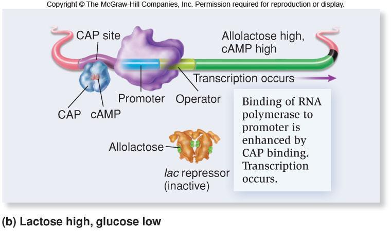 When lactose is high and glucose is low, the lac operon is turned on Allolactose levels rise and