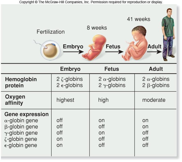 Developmental gene regulation in mammals Fetal human stage characterized by continued refinement of body parts and a large increase in size Gene regulation determines which
