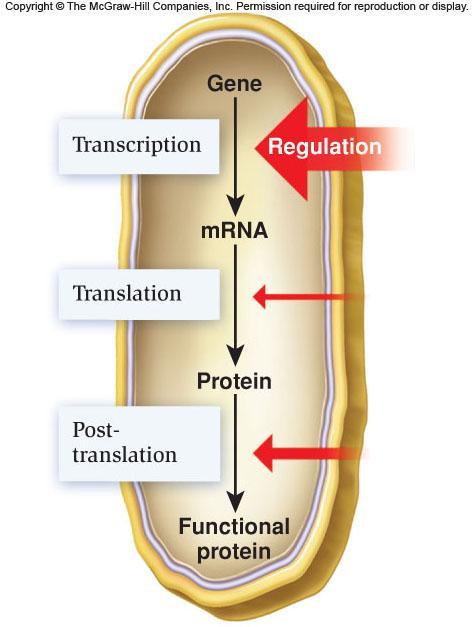 Gene regulation can occur at different points Bacterial gene regulation Most commonly occurs at the