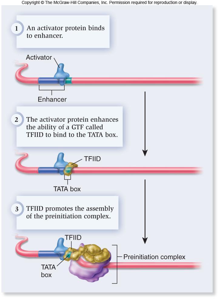 3 ways to control RNA polymerase II 1.