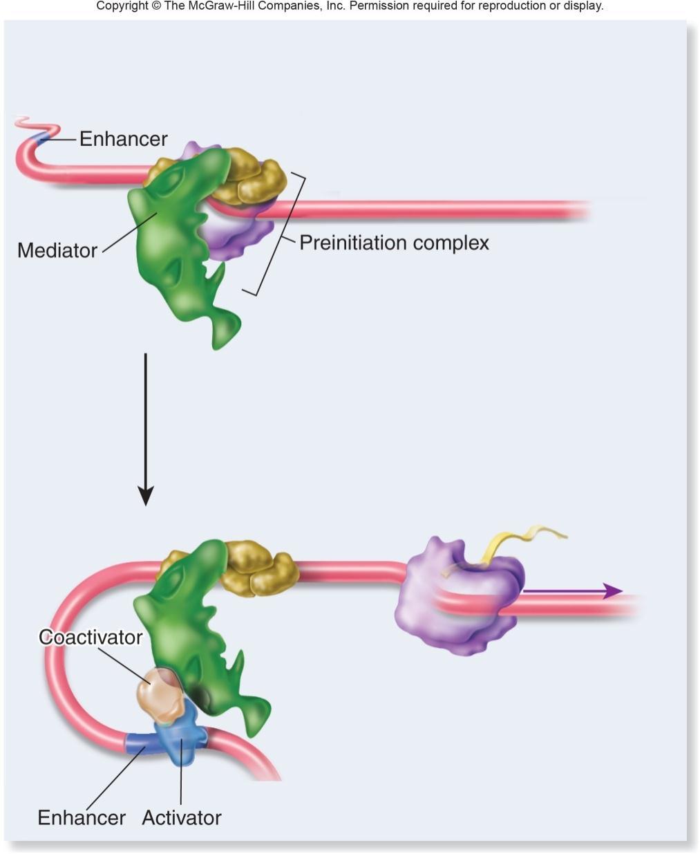 2. Control RNA polymerase II is via mediator Activators stimulate the function of mediator by allowing faster initiation