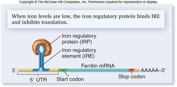 When iron levels in the cytosol are low and more ferritin is not needed, IRP binds to a response element within the