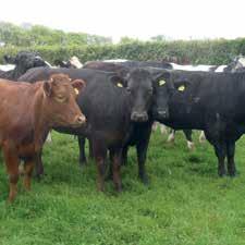 INTRODUCTION to Blade Farming KEY POINTS The Continental Cattle Scheme The Blade Farming business was established in 2001 as an integrated supply chain which is dedicated to supplying consistently